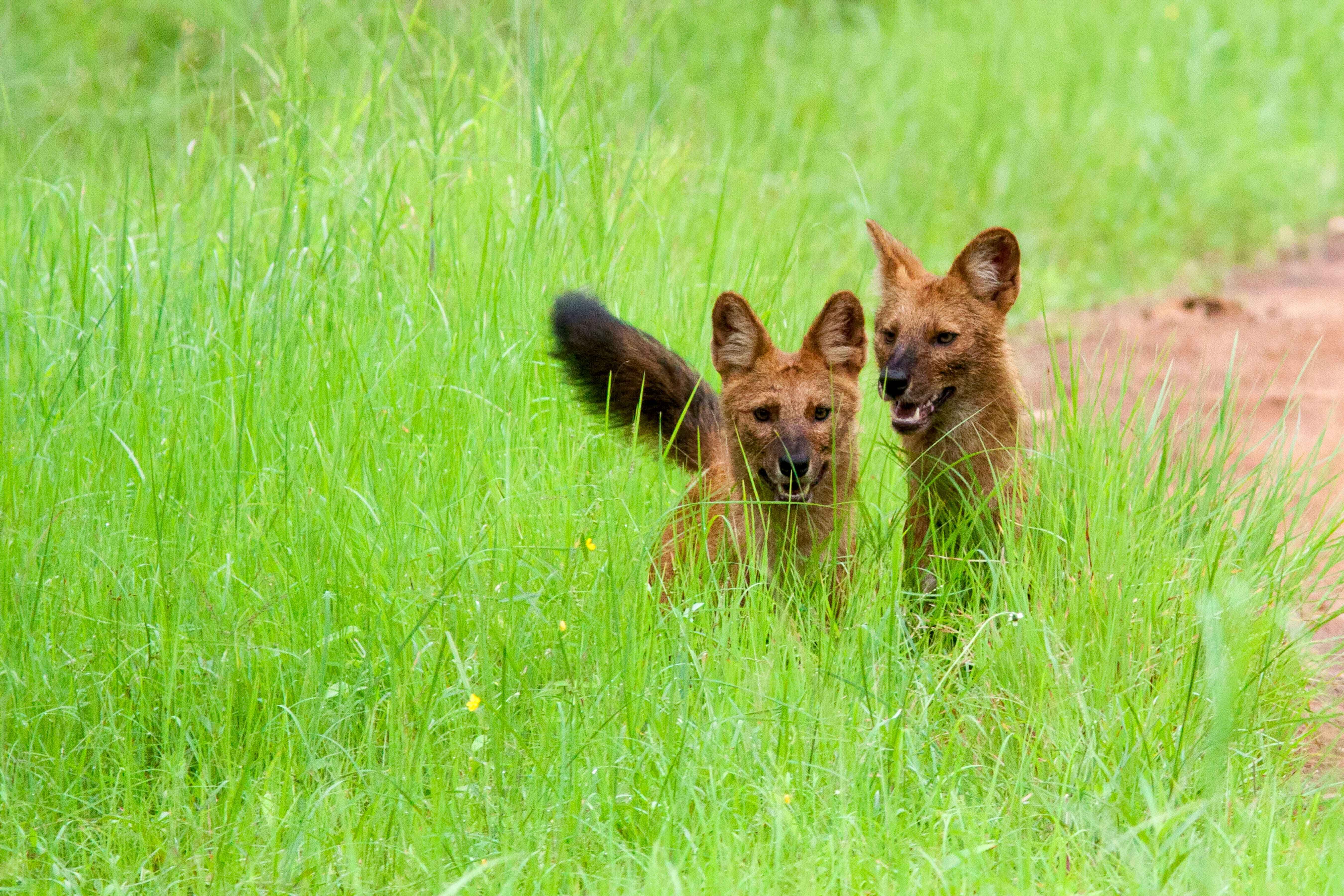 Wild Dogs